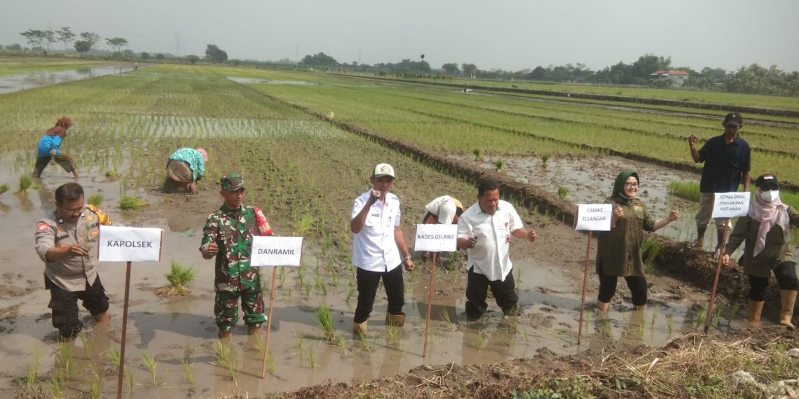 Tiga Pilar di Sidoarjo Kompak Dukung Ketahanan Pangan Nasional Lewat Penanaman Padi Serentak