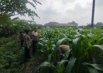 Anggota Polsek Waru Ajak Warga Rawat Tanaman untuk Swasembada Pangan