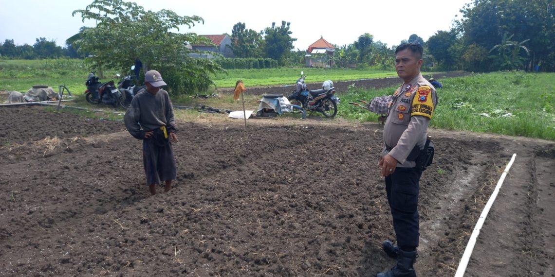 Kanit Binmas Polsek Krembung Bersama Petani Apresiasi Ketahanan Pangan Bawang Merah di Desa Lemujut