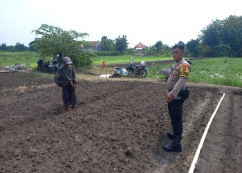 Kanit Binmas Polsek Krembung Bersama Petani Apresiasi Ketahanan Pangan Bawang Merah di Desa Lemujut