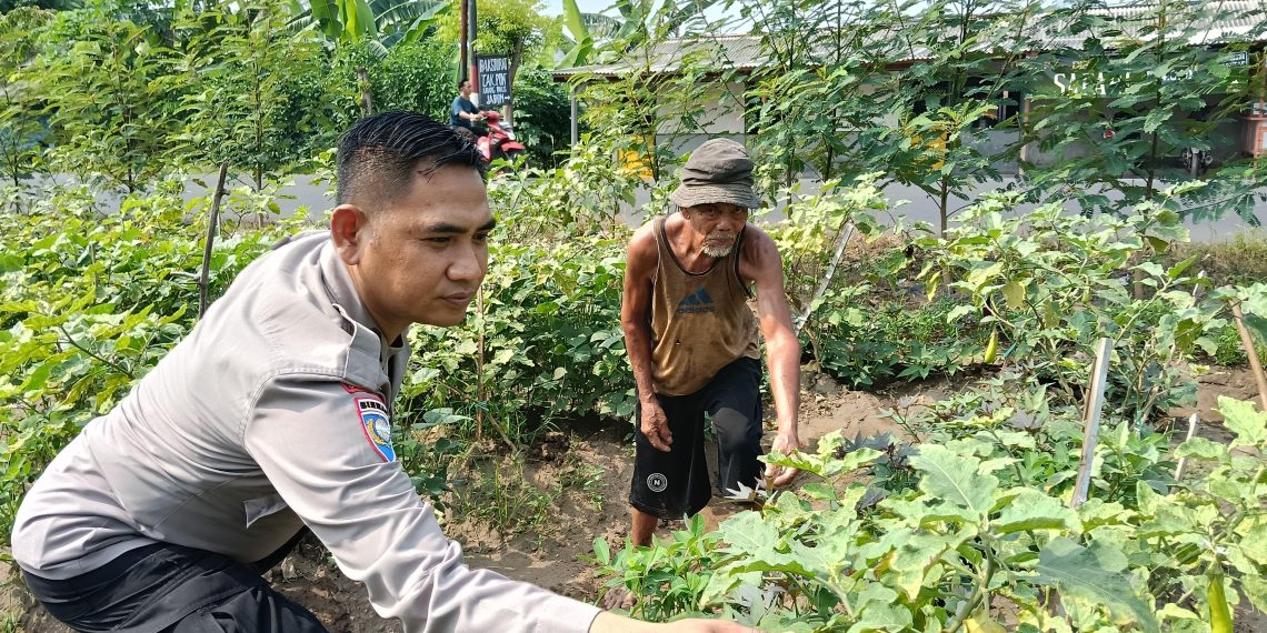 Bhabinkamtibmas Jemirahan Apresiasi Perkembangan Sayur Krai
