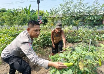 Bhabinkamtibmas Jemirahan Apresiasi Perkembangan Sayur Krai