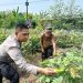 Bhabinkamtibmas Jemirahan Apresiasi Perkembangan Sayur Krai