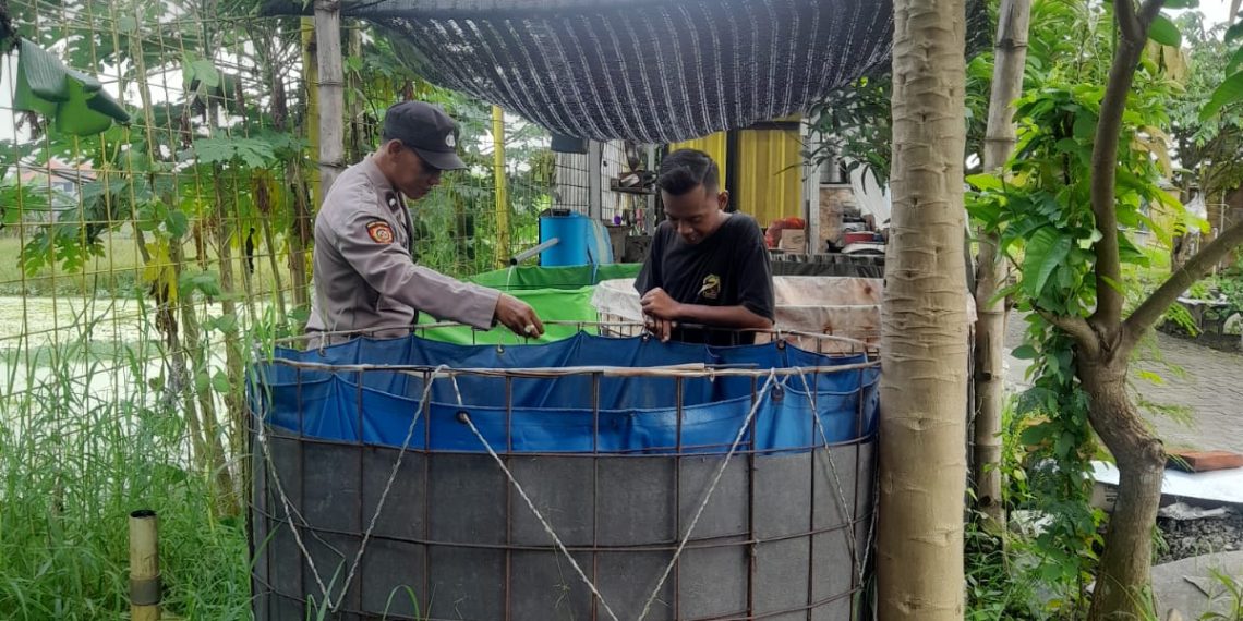 Warga Desa Trosobo Manfaatkan Lahan Kosong untuk Kolam Bioflok Pembesaran Lele