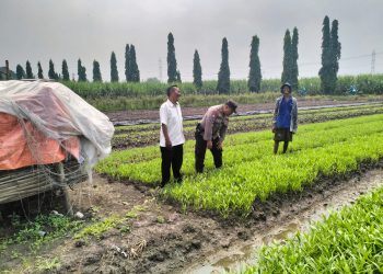 Bhabinkamtibmas Desa Gamping Bersama Perangkat Desa Tinjau Perkembangan Tanaman Kangkung Warga