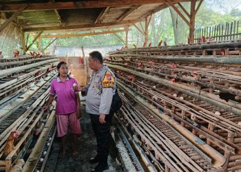 Bhabinkamtibmas Desa Lajuk Dukung Warga Tingkatkan Produksi Ayam Petelur