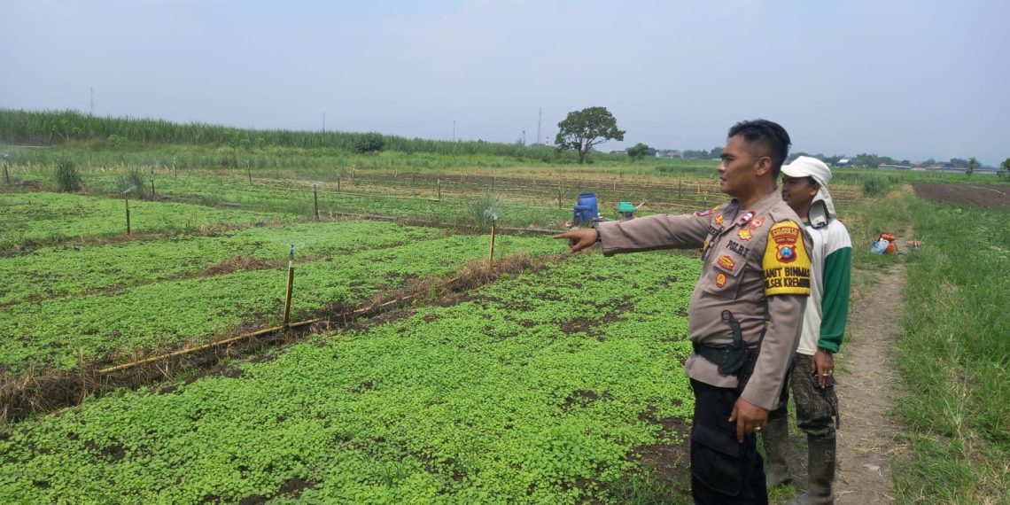 Kanit Binmas Polsek Krembung Bersama Petani Lemujut Gunakan Teknik Gribel untuk Jaga Kesuburan Kangkung