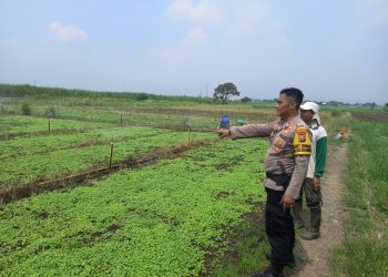 Kanit Binmas Polsek Krembung Bersama Petani Lemujut Gunakan Teknik Gribel untuk Jaga Kesuburan Kangkung