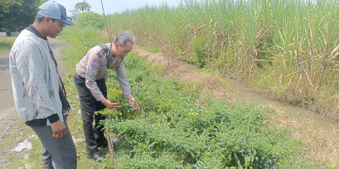 Bhabinkamtibmas dan Perangkat Desa Kedungsugo Ubah Bahu Jalan Jadi Lahan Ketahanan Pangan