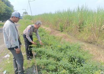 Bhabinkamtibmas dan Perangkat Desa Kedungsugo Ubah Bahu Jalan Jadi Lahan Ketahanan Pangan