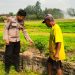 Anggota Polsek Krembung Tinjau Kesuburan Lahan Pertanian Dukung Program Ketahanan Pangan Nasional