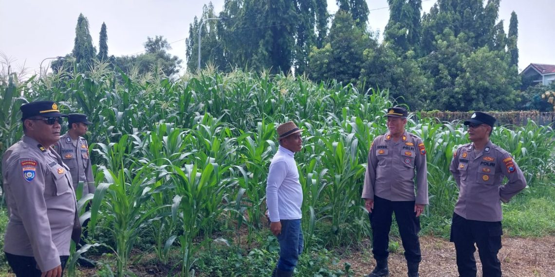 Ketahanan Pangan Sidoarjo Kota, Kolaborasi Warga dan Polisi Suburkan Tanaman Jagung