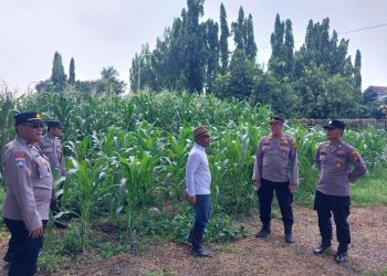 Ketahanan Pangan Sidoarjo Kota, Kolaborasi Warga dan Polisi Suburkan Tanaman Jagung