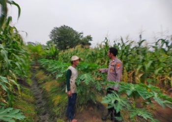 Bhabinkamtibmas Kelurahan Pucang Tanam Pepaya bersama Petani Dukung Ketahanan Pangan