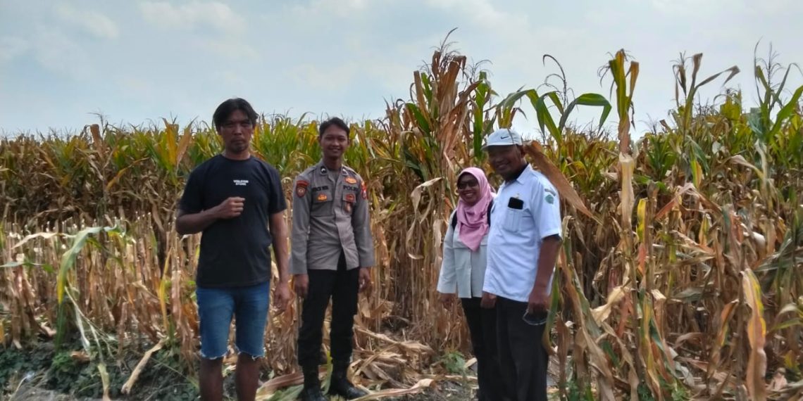 Kanit Binmas Polsek Prambon bersama Perangkat Desa Silaturahmi ke Petani Jagung