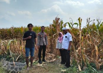 Kanit Binmas Polsek Prambon bersama Perangkat Desa Silaturahmi ke Petani Jagung