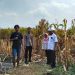 Kanit Binmas Polsek Prambon bersama Perangkat Desa Silaturahmi ke Petani Jagung
