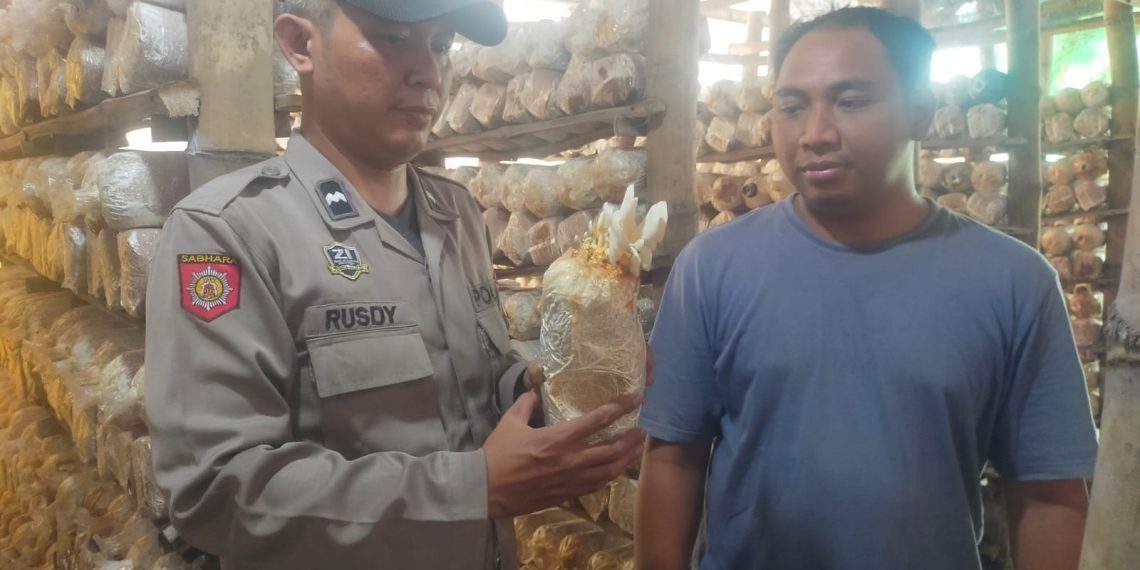 Potensi Usaha Rumahan, Budidaya Jamur Tiram di Desa Segodobancang