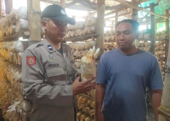 Potensi Usaha Rumahan, Budidaya Jamur Tiram di Desa Segodobancang