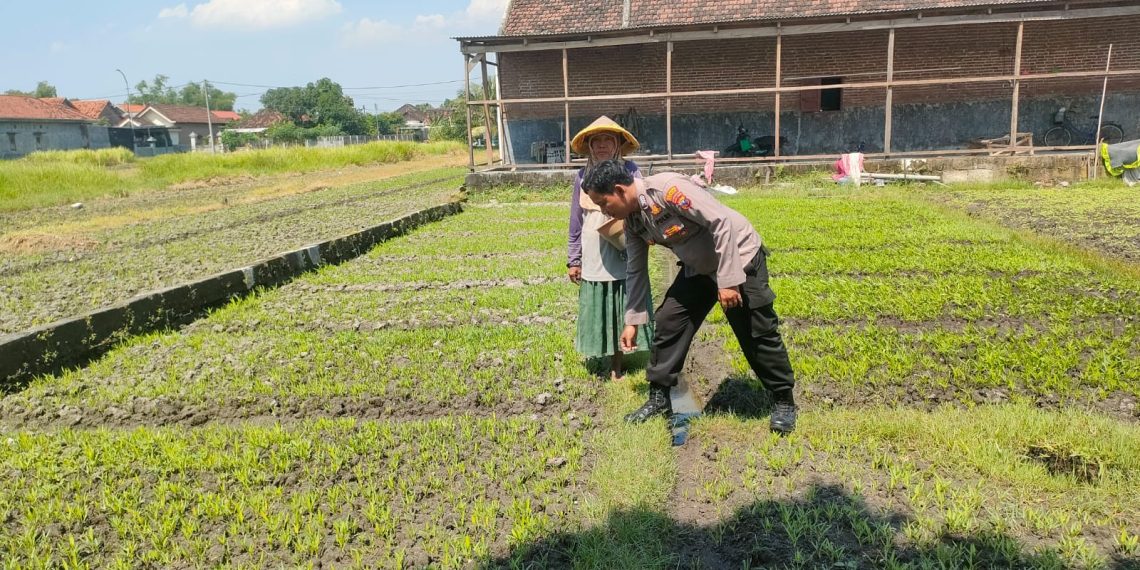 Bhabinkamtibmas Bulang Dukung Ketahanan Pangan Melalui Tanam Sayur Kangkung