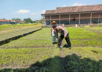 Bhabinkamtibmas Bulang Dukung Ketahanan Pangan Melalui Tanam Sayur Kangkung