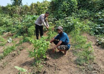 Bhabinkamtibmas Jemirahan Polsek Jabon Tinjau Lahan Perkebunan Sayuran