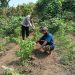 Bhabinkamtibmas Jemirahan Polsek Jabon Tinjau Lahan Perkebunan Sayuran