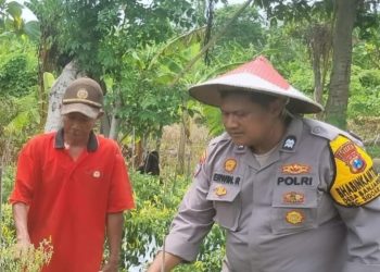 Bhabinkamtibmas Desa Lebo Panggul Dukung Ketahanan Pangan, Melalui Budidaya Cabai