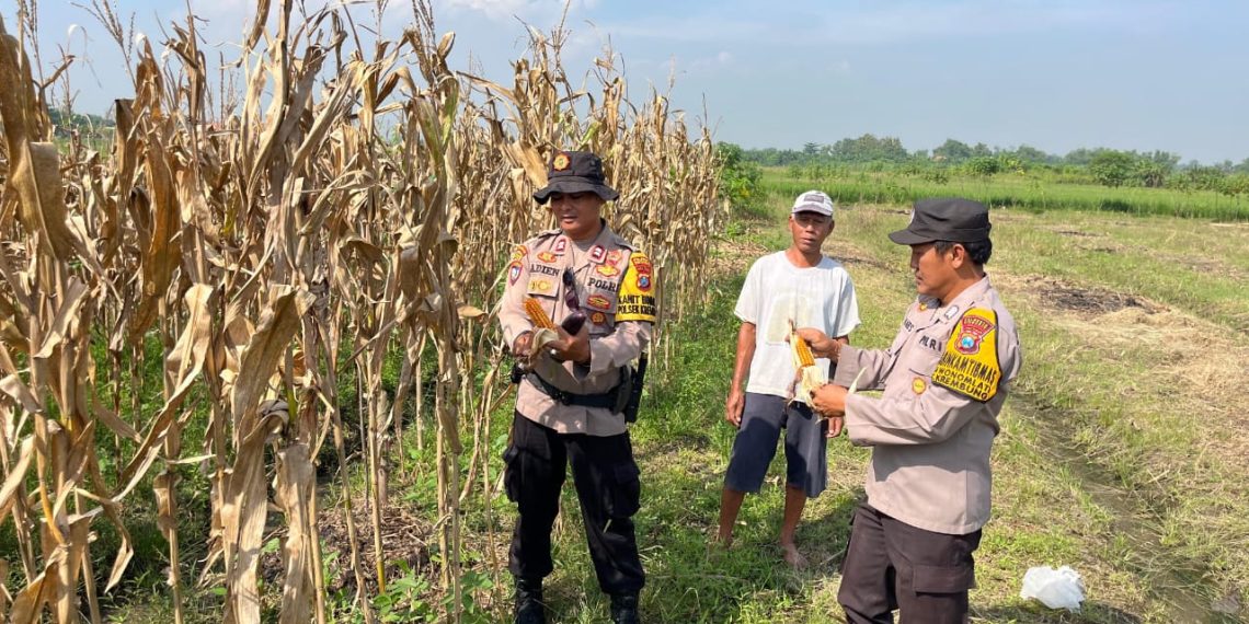 Polisi Apresiasi Panen Jagung di Lahan Ketahanan Pangan Krembung