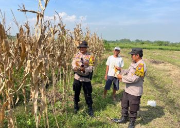 Polisi Apresiasi Panen Jagung di Lahan Ketahanan Pangan Krembung