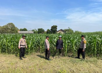 Dukung Swasembada Pangan, Polisi Dampingi Petani di Ladang Jagung