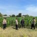 Dukung Swasembada Pangan, Polisi Dampingi Petani di Ladang Jagung