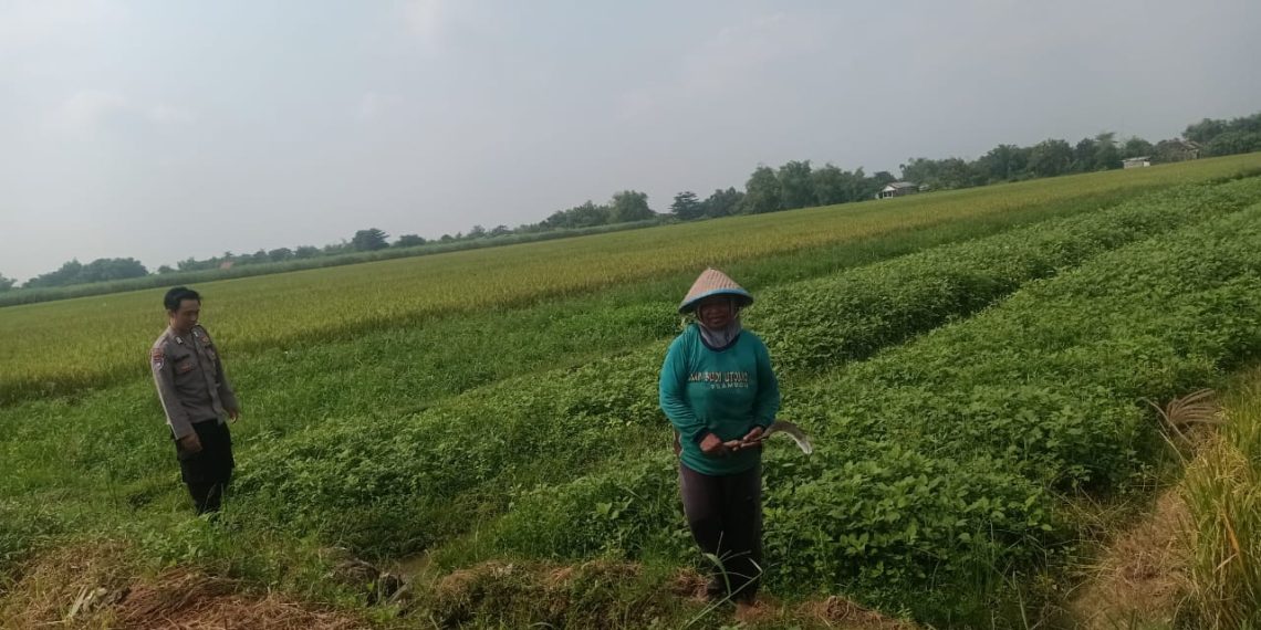 Polsek Prambon Dukung Ketahanan Pangan Lewat Budidaya Kedelai