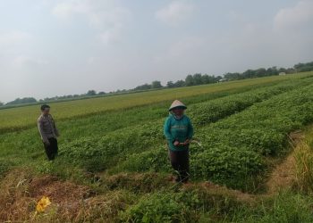 Polsek Prambon Dukung Ketahanan Pangan Lewat Budidaya Kedelai