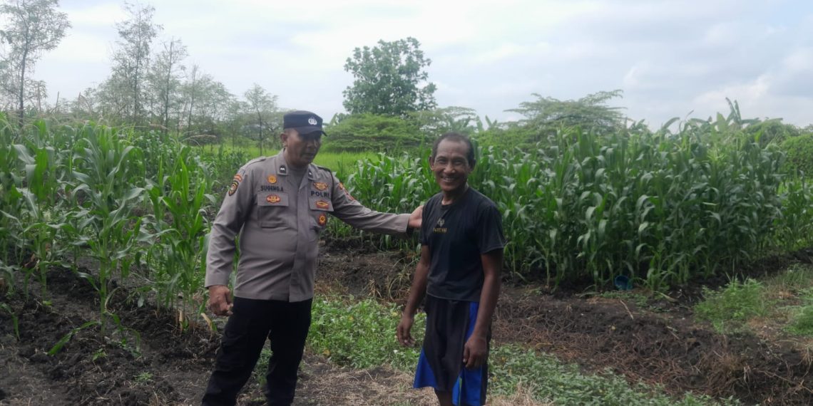 Bhabinkamtibmas Desa Pademonegoro Tinjau Lahan Jagung