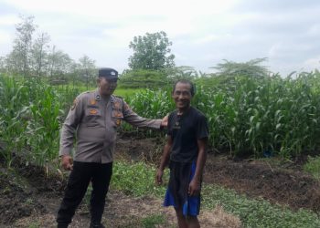 Bhabinkamtibmas Desa Pademonegoro Tinjau Lahan Jagung