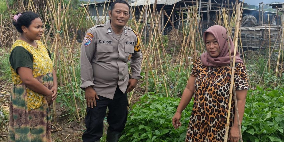 Bhabinkamtibmas Desa Tambak Kalisogo Cek Tanaman Sayur