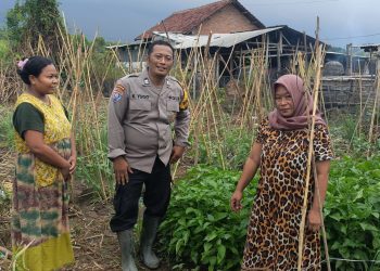 Bhabinkamtibmas Desa Tambak Kalisogo Cek Tanaman Sayur