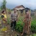 Bhabinkamtibmas Desa Tambak Kalisogo Cek Tanaman Sayur