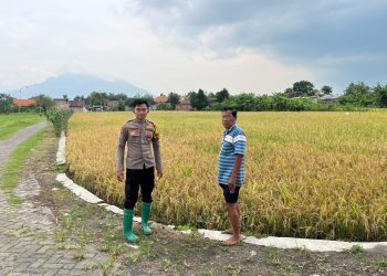 Polsek Krembung Dampingi Perawatan Lahan Padi Demi Ketahanan Pangan di Desa Kandangan