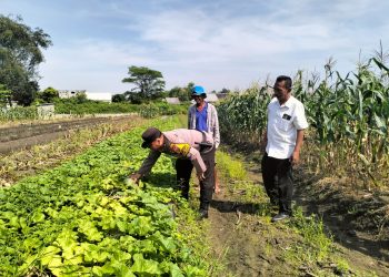 Bhabinkamtibmas Desa Gamping Turun ke Lahan, Cek Tanaman Garbis