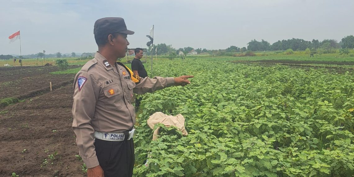 Bhabinkamtibmas Gampingrowo Dampingi Petani Terong, Cari Solusi Percepat Panen