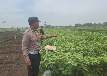 Bhabinkamtibmas Gampingrowo Dampingi Petani Terong, Cari Solusi Percepat Panen