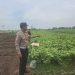 Bhabinkamtibmas Gampingrowo Dampingi Petani Terong, Cari Solusi Percepat Panen
