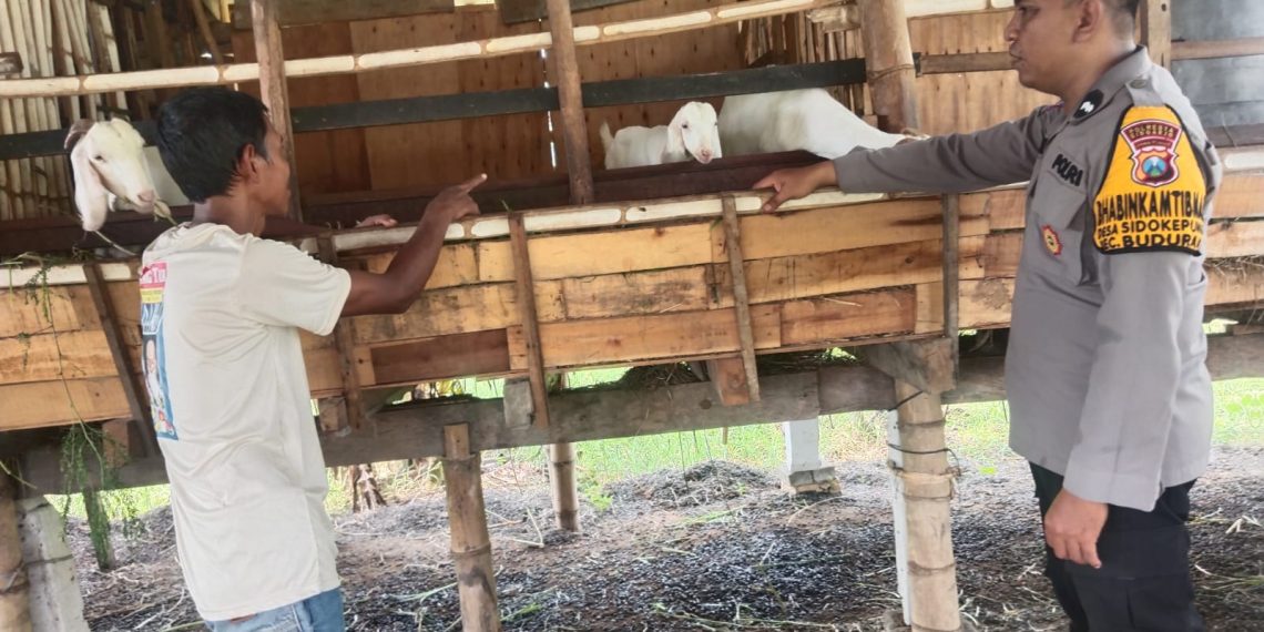 Cegah Penyakit Ternak, Bhabinkamtibmas Sidokepung Aktif Pantau Kesehatan Kambing WargaUpay