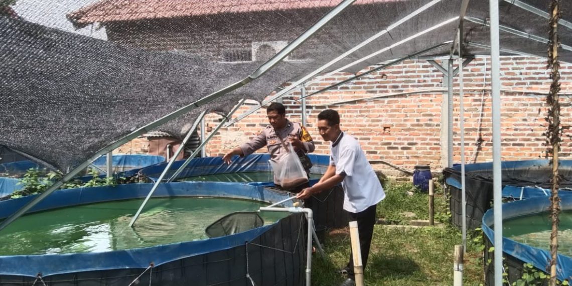 Polsek Krian Dampingi Warga Junwangi Budidaya Lele