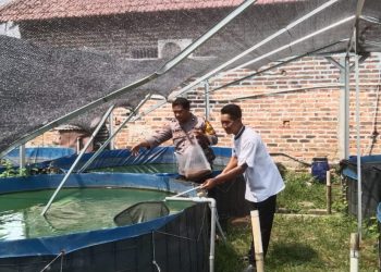 Polsek Krian Dampingi Warga Junwangi Budidaya Lele