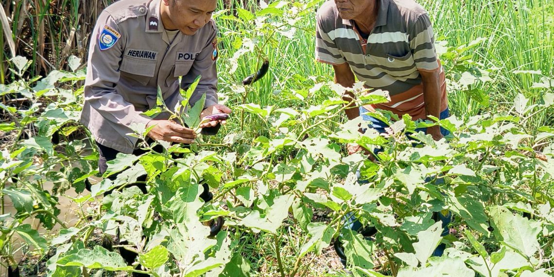 Bhabinkamtibmas Wirobiting Dukung Ketahanan Pangan Polresta Sidoarjo Melalui Tanam Terong