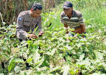 Bhabinkamtibmas Wirobiting Dukung Ketahanan Pangan Polresta Sidoarjo Melalui Tanam Terong