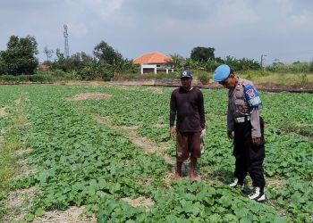 Bhabinkamtibmas Dorong Produktifitas Hasil Mentimun di Pekarangan Warga Kesambi